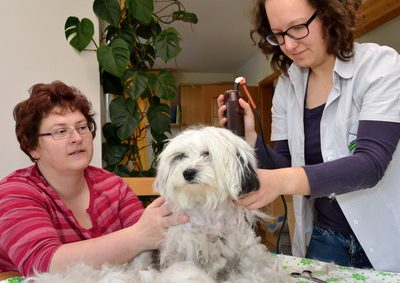 Nebenjob für Tierfreunde – arbeiten im Hundesalon