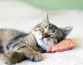 Nebenjob als Katzenzüchter – Ein Traumberuf für Liebhaber