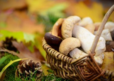 Pilze sammeln, verkaufen und Geld verdienen – geht das?