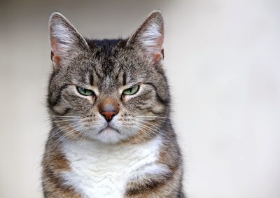 Katze verdient angeblich 100.000.000 Dollar!