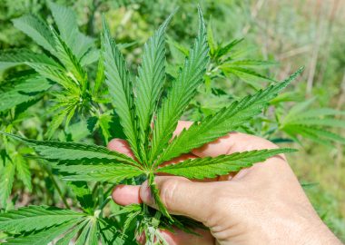 Cannabis gegen Krebs: Heilmittel oder nicht?