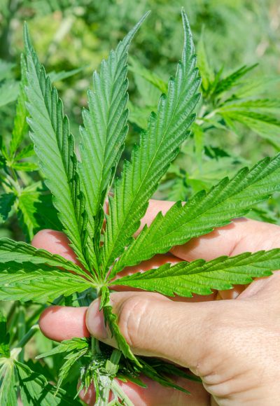 Cannabis gegen Krebs: Heilmittel oder nicht?