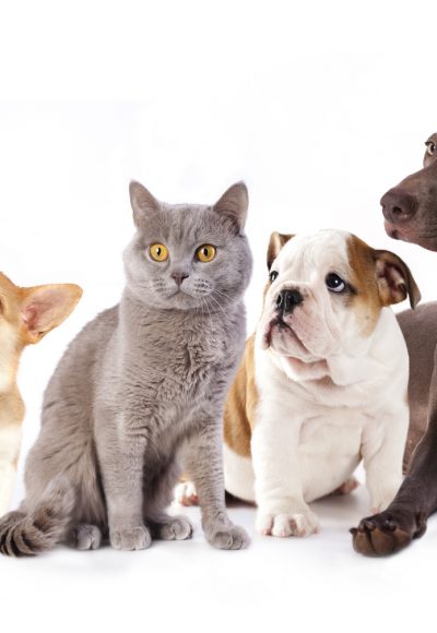 40 Tester für FURminator deShedding-Pflegewerkzeug für Hundehaare