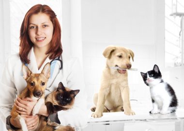 Tierheilpraktiker Ausbildung: Das müssen Sie wissen!