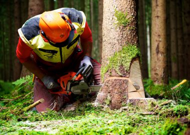 Forstwirt: Gehalt, Ausbildung, Studium und Perspektiven