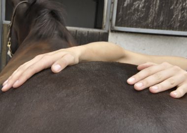 Tierheilpraktiker: Ausbildung, Studium, Gehalt & Perspektiven