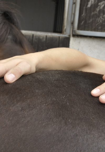 Tierheilpraktiker: Ausbildung, Studium, Gehalt & Perspektiven