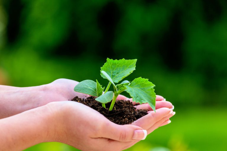 Garten und Landschaftsbau Gehalt, Studium, Ausbildung und Perspektive