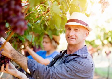 Winzer: Ausbildung · Gehalt · Studium · Perspektive
