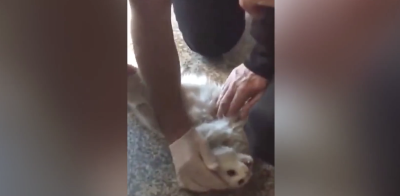 Unglaublich was diese Katze überlebt hat (Video)