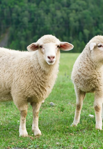 Hartz-IV-Empfänger ließ seine Schafe verhungern