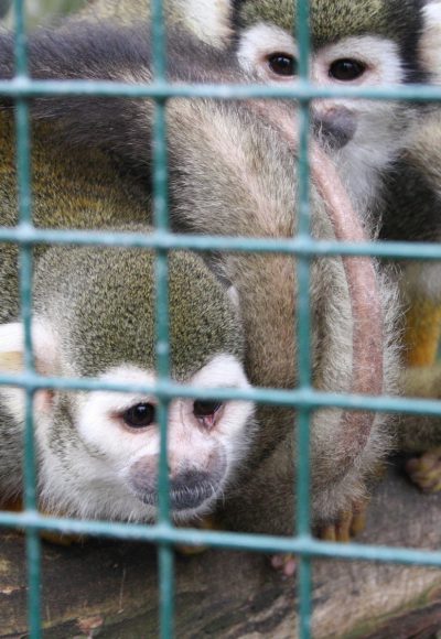 Tierversuche in Deutschland: Warum so viele Tiere leiden müssen!
