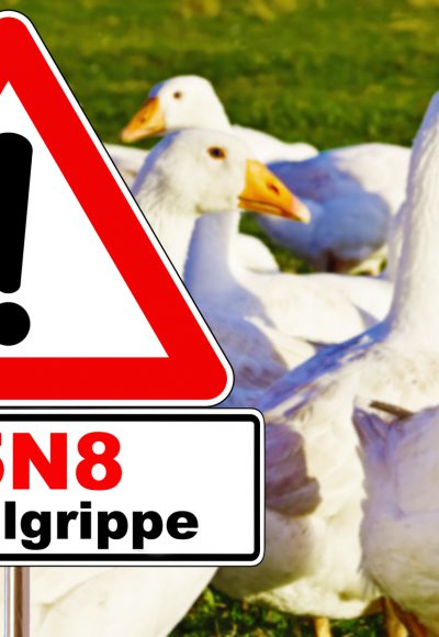 Vogelgrippe: Panikmache oder ernsthafte Gefahr?