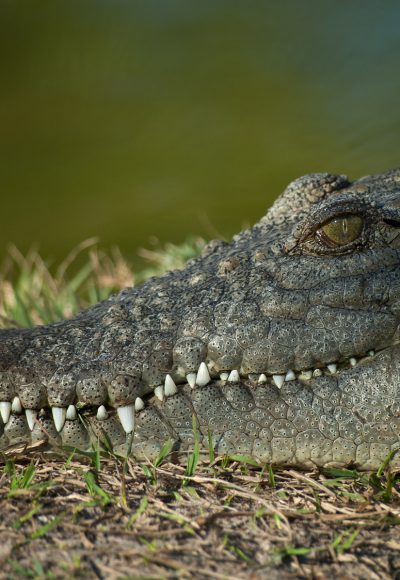 Disney-Drama: Kleiner Junge (2) wird vor den Eltern von Alligator angegriffen