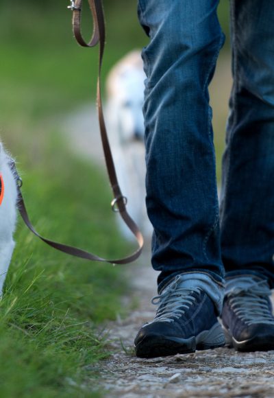 Hartz IV: Bundessozialgericht kürzt Rechte von Hundebesitzern!