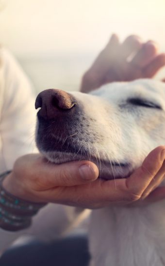 Herzzerreißend: dieser Hund beweist wahre Liebe zu seinem Herrchen (†65)