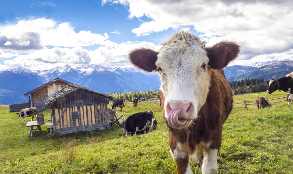 GEZ für Kühe: Warum ein Landwirt den Rundfunkbeitrag für einen Stall