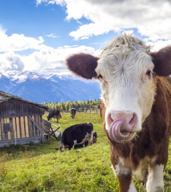 GEZ für Kühe: Warum ein Landwirt den Rundfunkbeitrag für einen Stall zahlen muss!