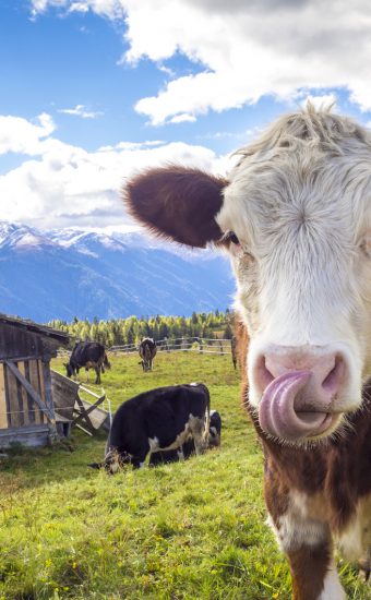 GEZ für Kühe: Warum ein Landwirt den Rundfunkbeitrag für einen Stall zahlen muss!