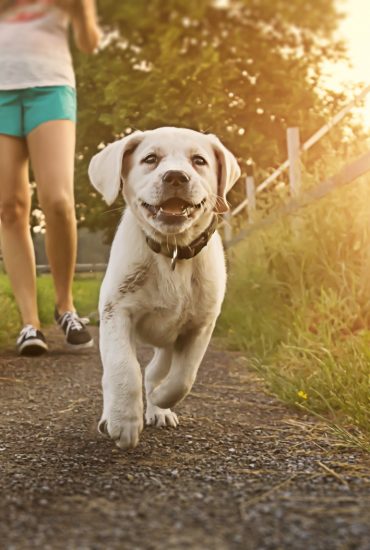 Gefährliche Hundeköder: Warnung in Rheinland-Pfalz!