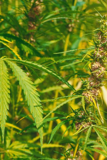 Mann und Junge verhaftet: Polizei hebt Hanfplantage und Waffenlager aus