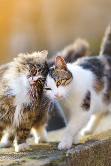 Tierquälerin versteckt knapp 150 Katzen in Auto und Wohnwagen!