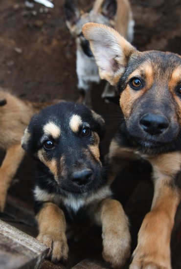 Ehepaar quält jahrelang 170 Hunde