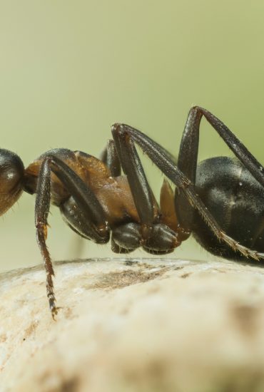 Ein wahrer Albtraum: Patientin wacht in Krankenbett voller Ameisen auf