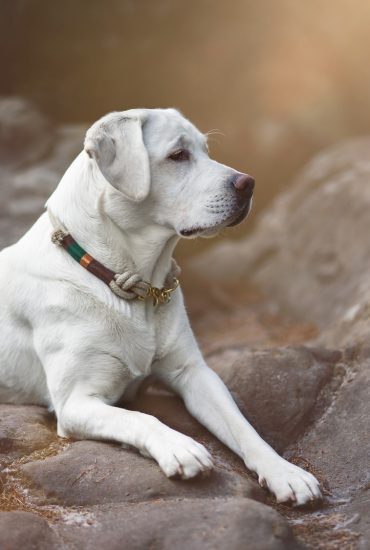 Hund rettet Neugeborenes, das in Plastiktüte sterben sollte