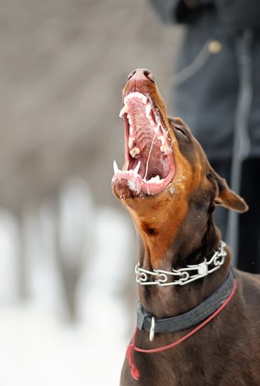 Schwerverletzt: Dobermann attackiert eigenes Herrchen