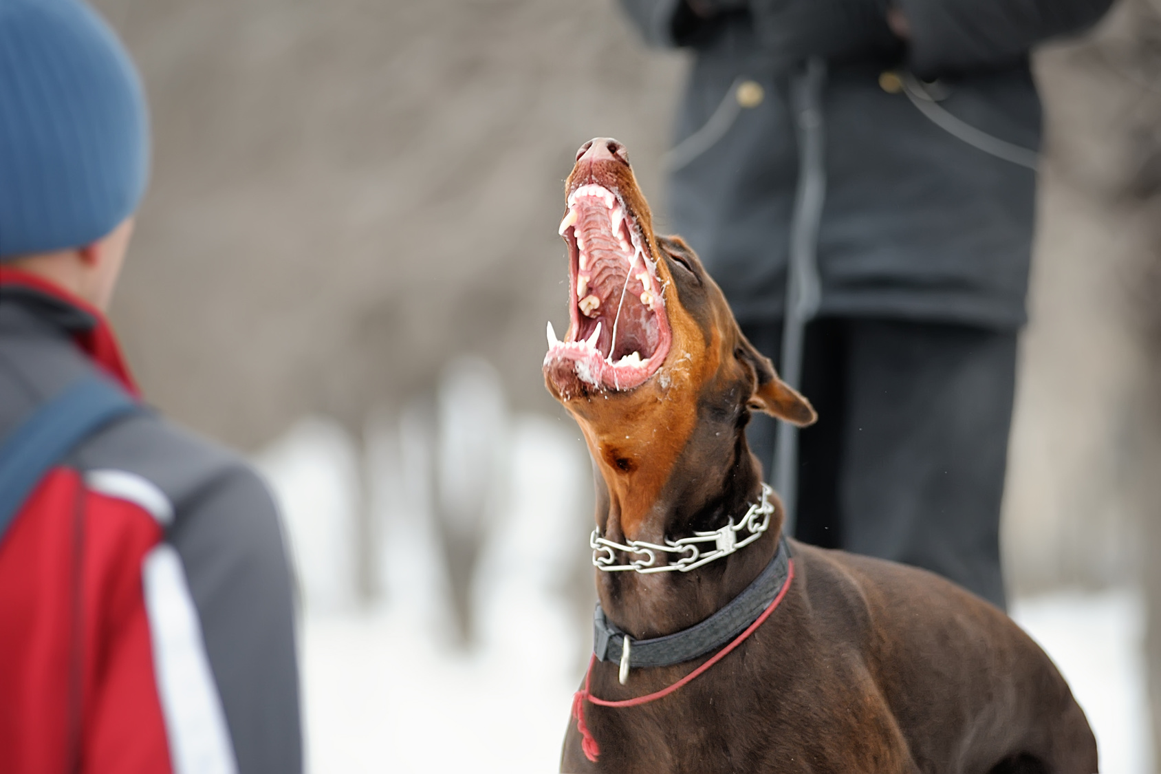 Schwerverletzt Dobermann attackiert eigenes Herrchen