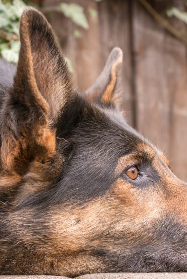 Schäferhund attackiert 6-Jährige: Besitzerin schaut zu und haut ab!