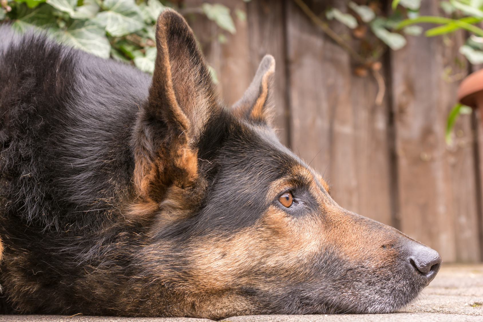 Schäferhund attackiert 6-Jährige Besitzerin schaut zu und haut ab!