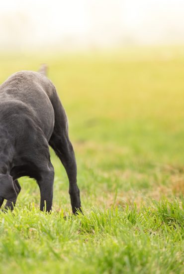 Wahrscheinlich Giftköder: Mehrere Hunde und Wildtiere am am Tegeler See getötet