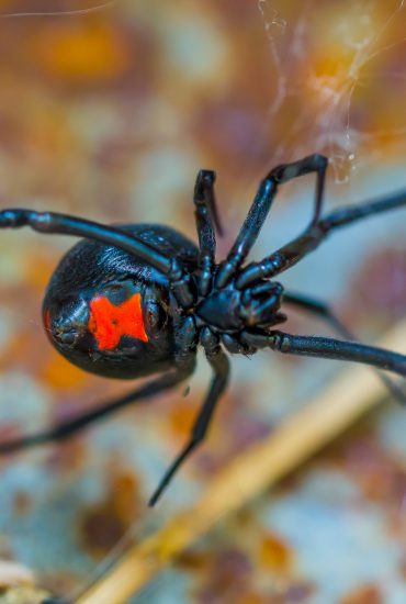 Das hätte schrecklich enden können: Mutter findet giftige Spinne in Supermarkt Trauben