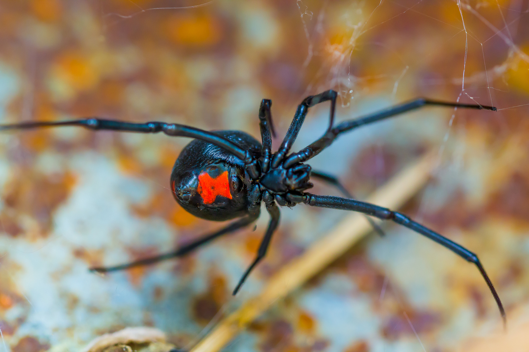 Das hätte schrecklich enden können: Mutter findet giftige Spinne in Supermarkt Trauben
