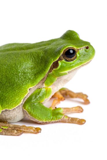 Einfach eklig: Frau findet toten Frosch in ihrem Salat