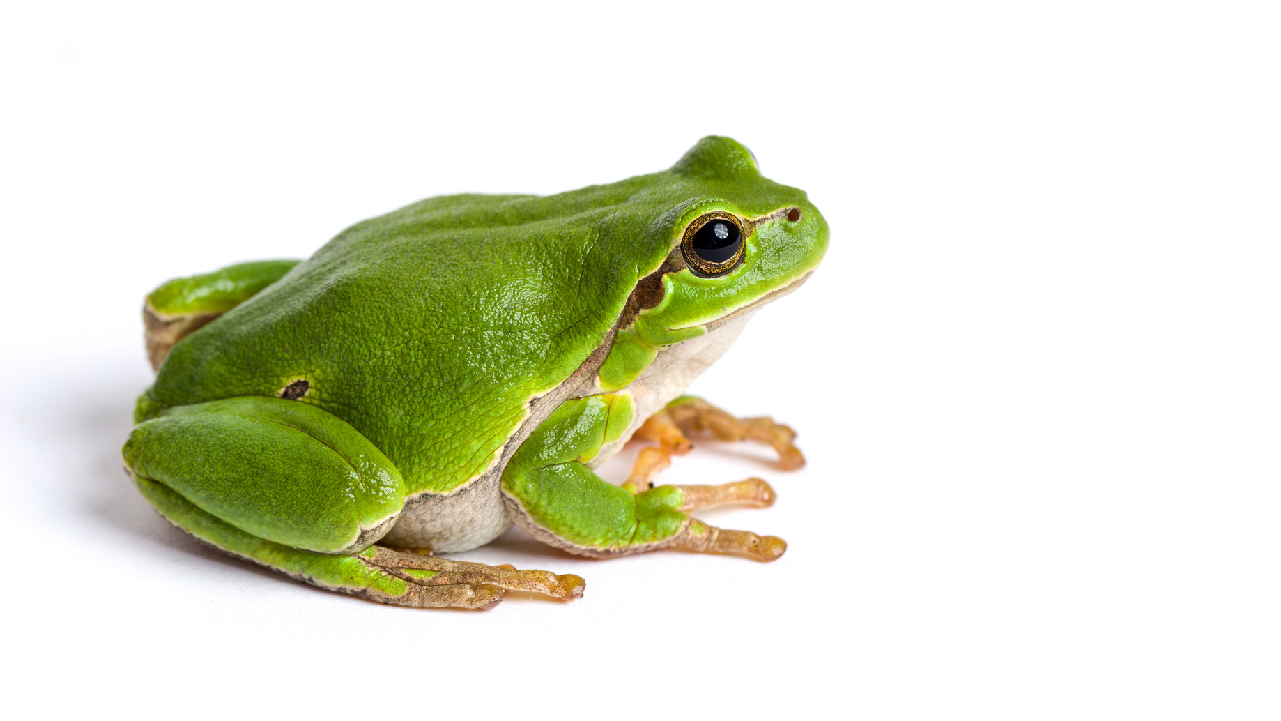 Einfach eklig Frau findet toten Frosch in ihrem Salat