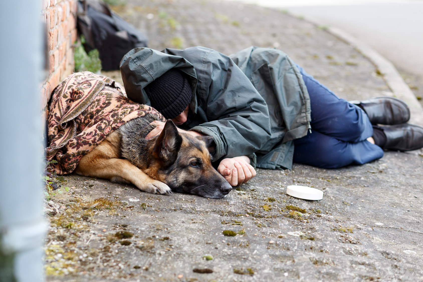 Obdachlose mit Hunden Werden die Vierbeiner betäubt