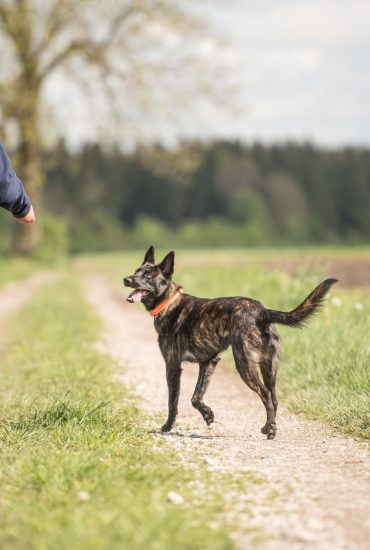 Schock beim Gassi gehen: Statt einem Stöckchen bringt der Hund das Bein einer Leiche