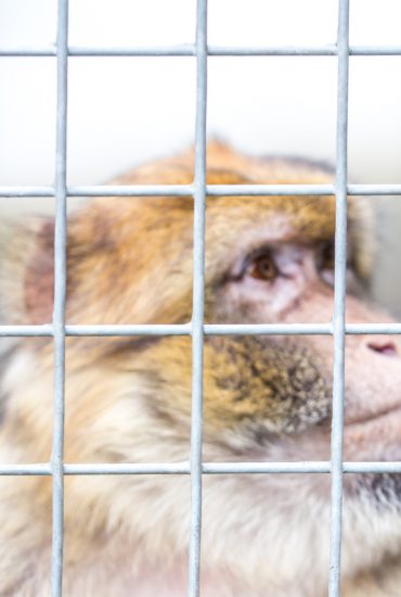 Skandal: Heimliche Tierversuche an Universität Münster