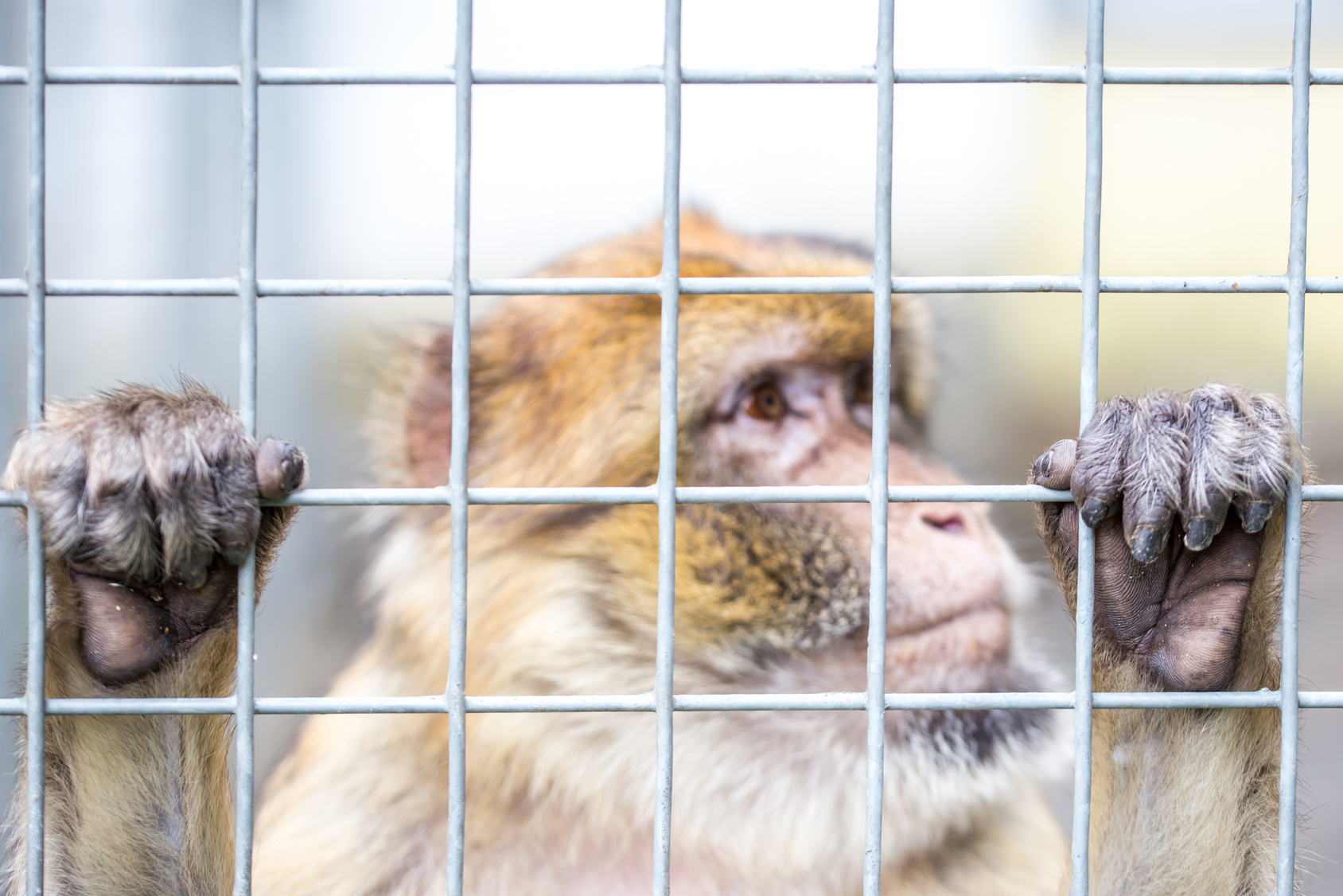 Skandal Heimliche Tierversuche an Universität Münster