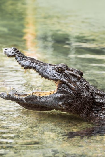 Tierschützer empört: Bürgermeister heiratet Krokodil!