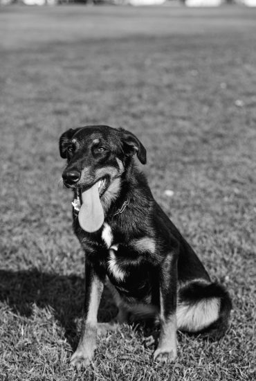 Polizei erschießt entlaufenden Hund