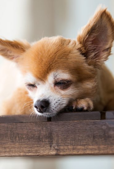 Abgemagert und halbtot: Hunde aus Wohnung gerettet!