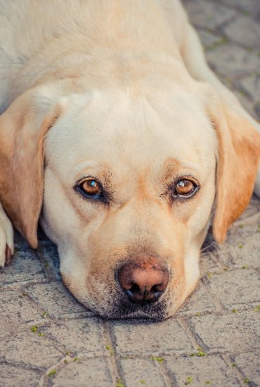 Grausam: Hund hinter Auto her geschleift!