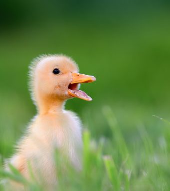 Schießgenehmigung: Gänse bald unter Beschuss?