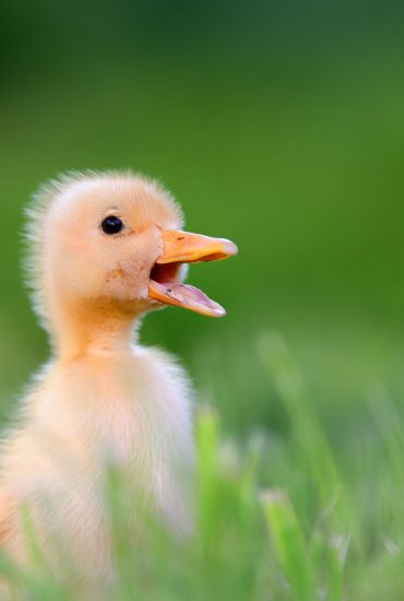 Schießgenehmigung: Gänse bald unter Beschuss?