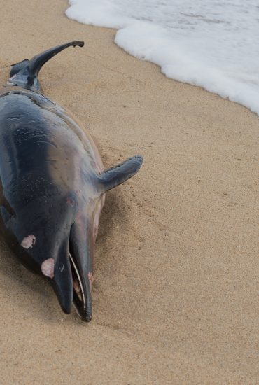 Baby-Delfin stirbt am Strand wegen Selfie-Gier der Badegäste