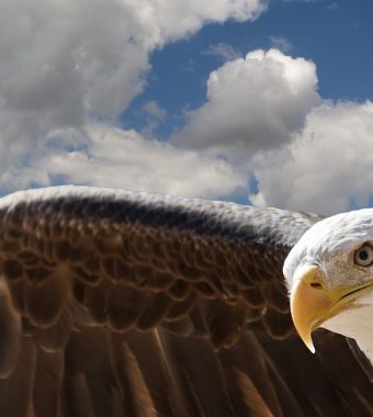 Gefahr aus der Luft: Adler im Kampf gegen den Terror?